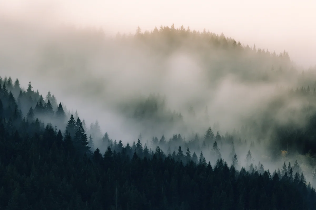 Fog drifting over a forest canopy, used as an editorial metaphor for uncertainty.